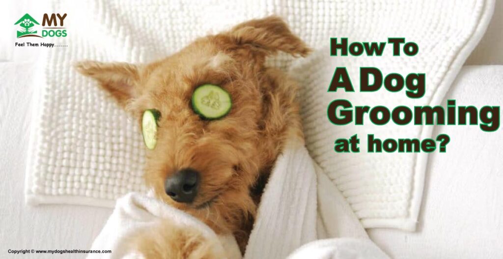 How to a Dog grooming at home