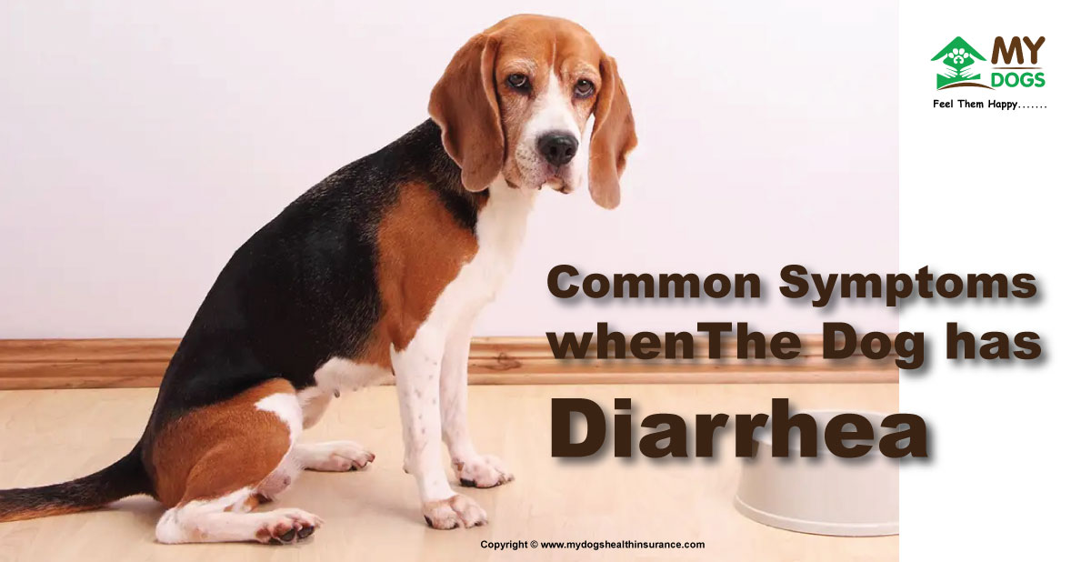 Common Causes and symptoms, when the dog has diarrhea