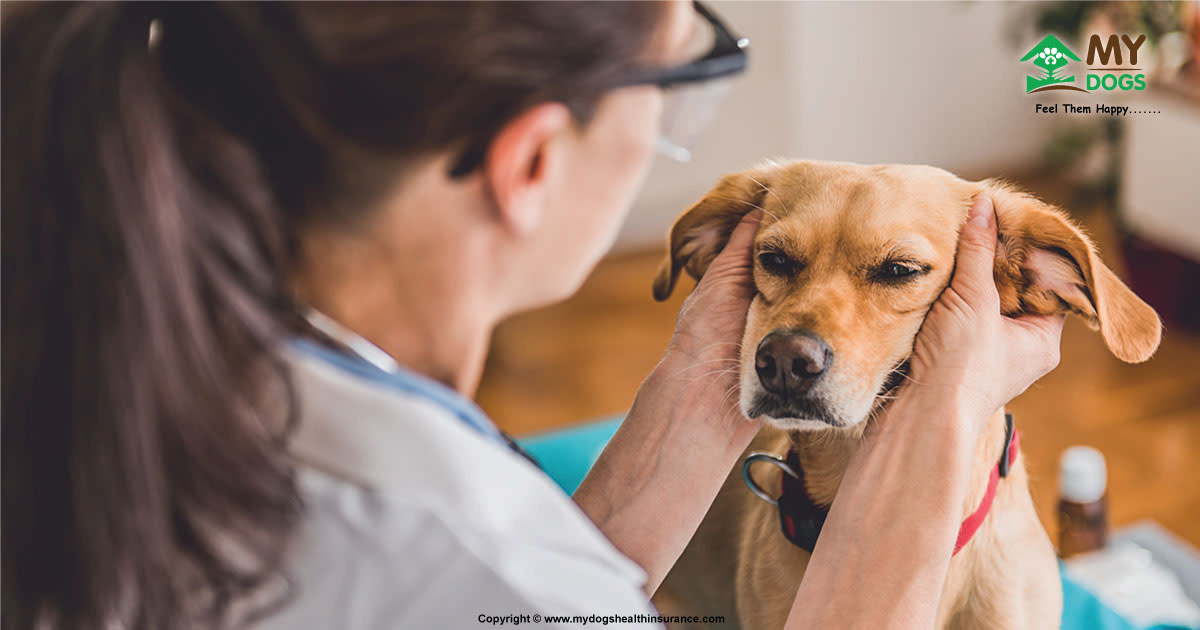 how to clean dog ears