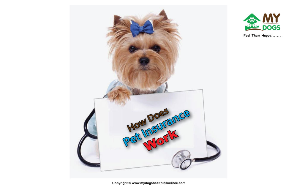 How Does Pet Insurance Work