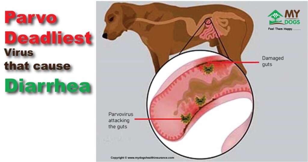 Parvo Virus that cause diarrhea in dog