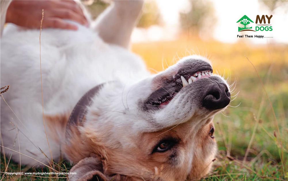 stress-related when dog has diarrhea