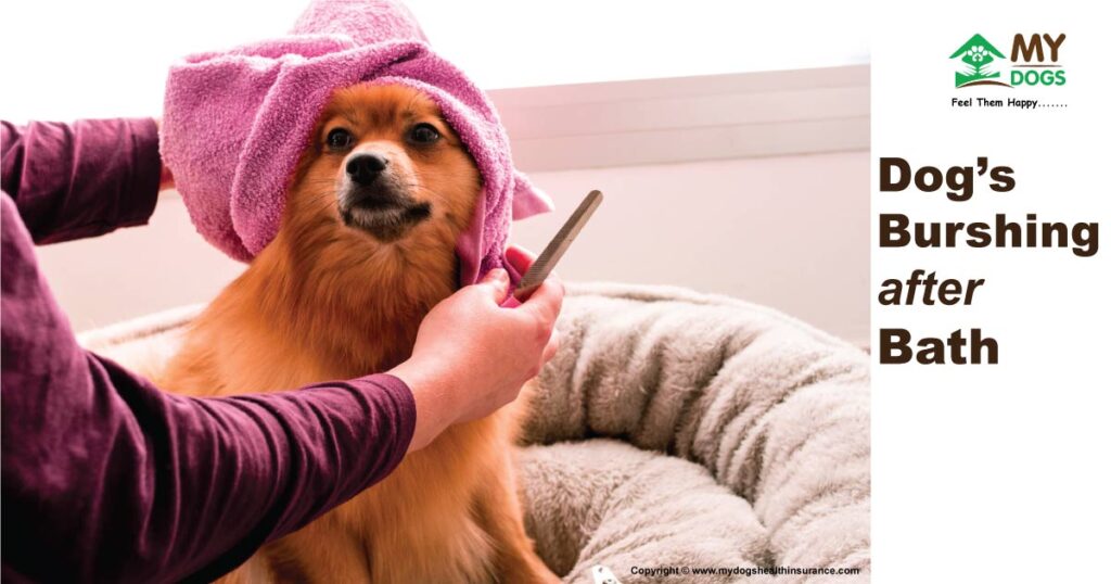 Dog's Brushing after Bath