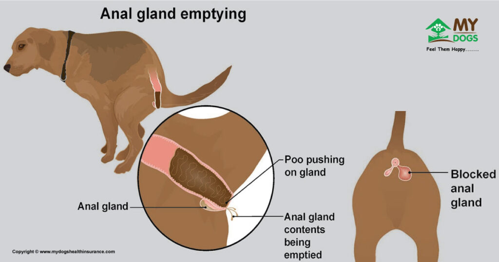 Dog Anal Gland Emptying