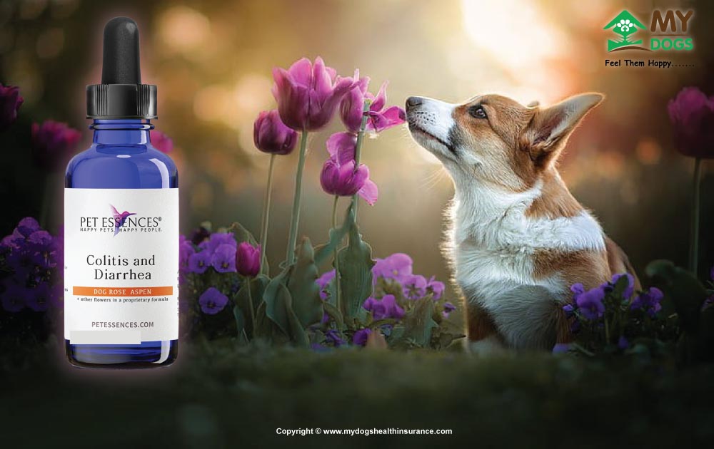 Flower Essences for dog