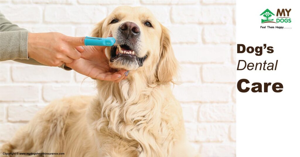 Dog's Dental Care