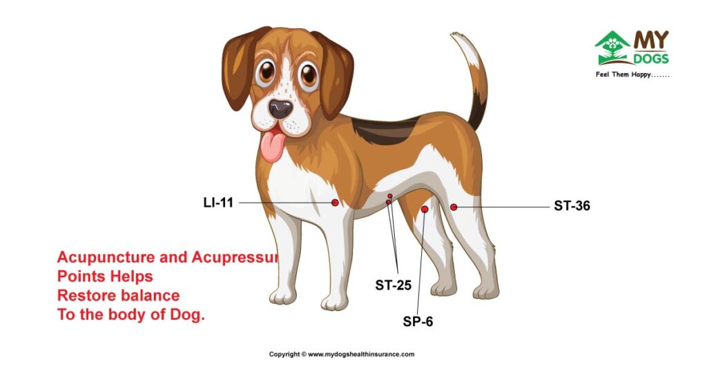 Acupuncture and Acupressure  for dog