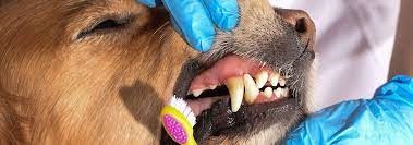 Dog adult tooth 