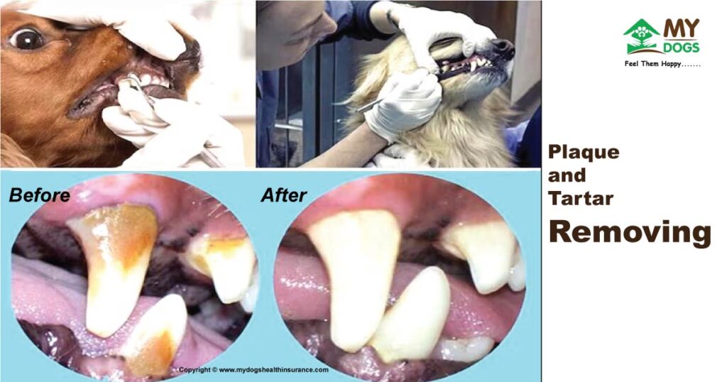 Plaque and Tartar on Dog Teeth