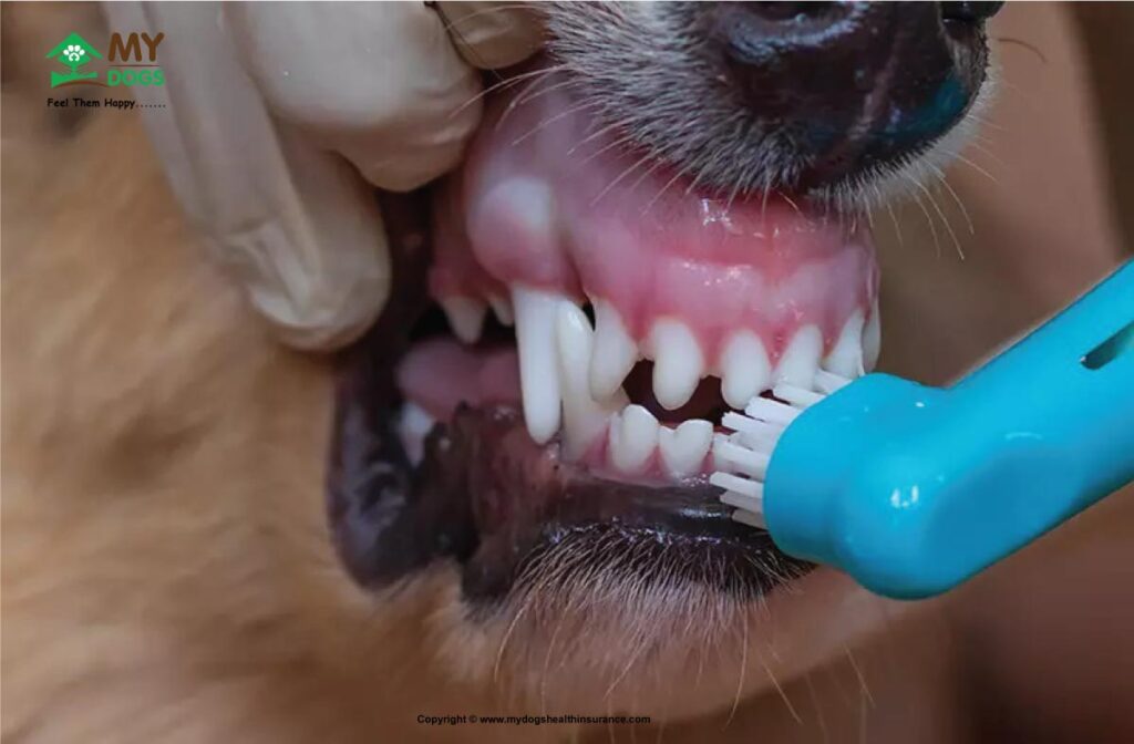 Dog's Teeth Cleaning