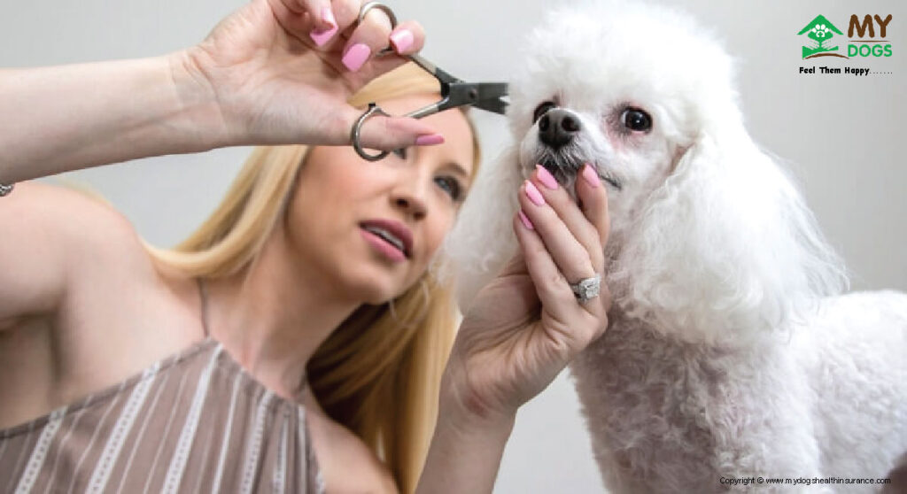 How to a Dog grooming at home