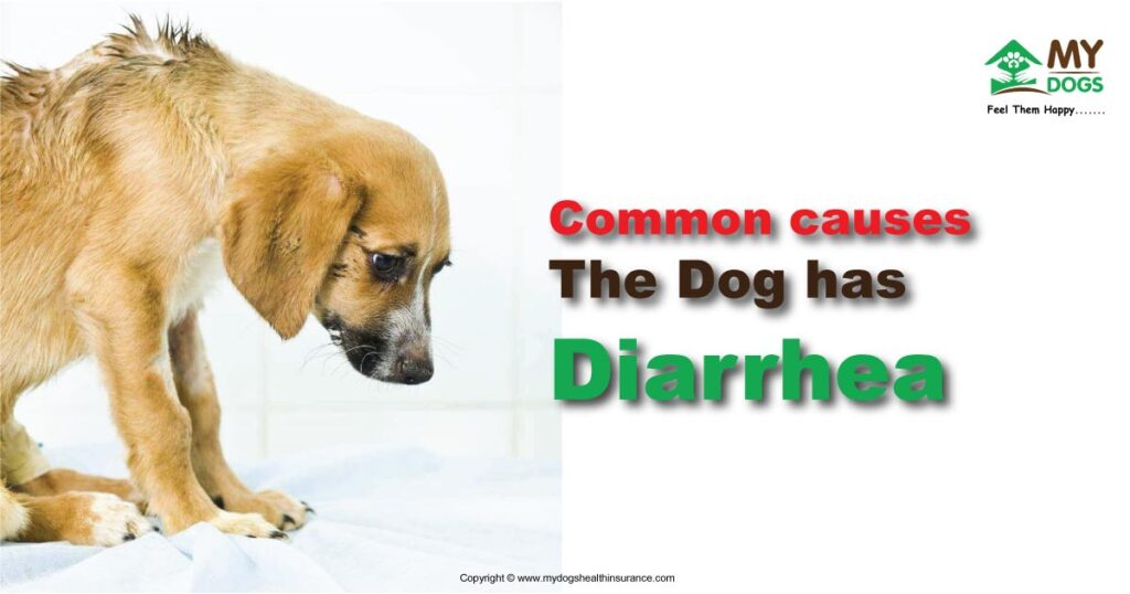 Common Causes - The Dog has diarrhea