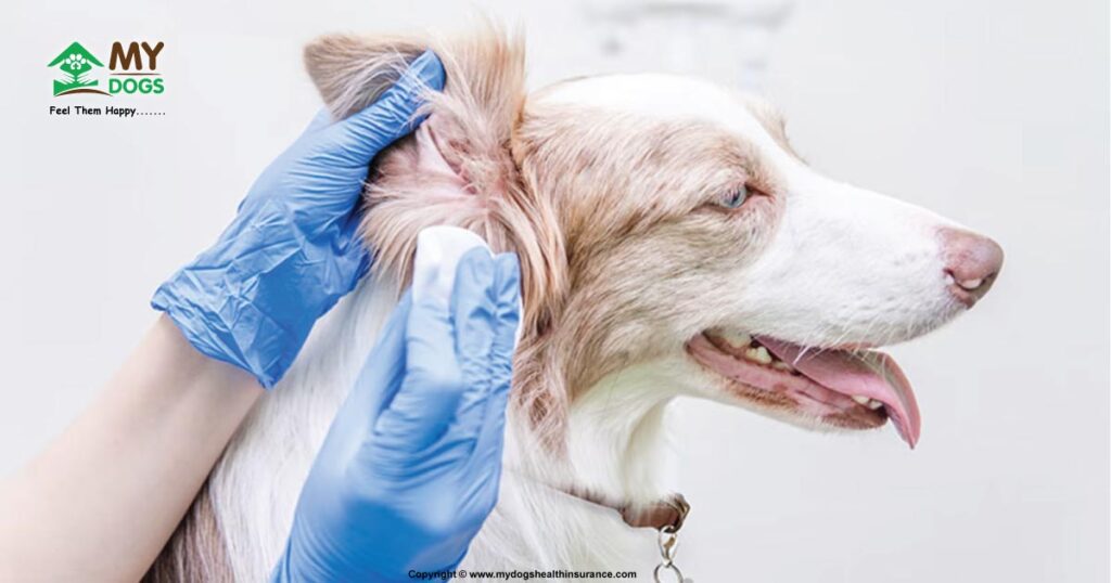 how to clean dog ears