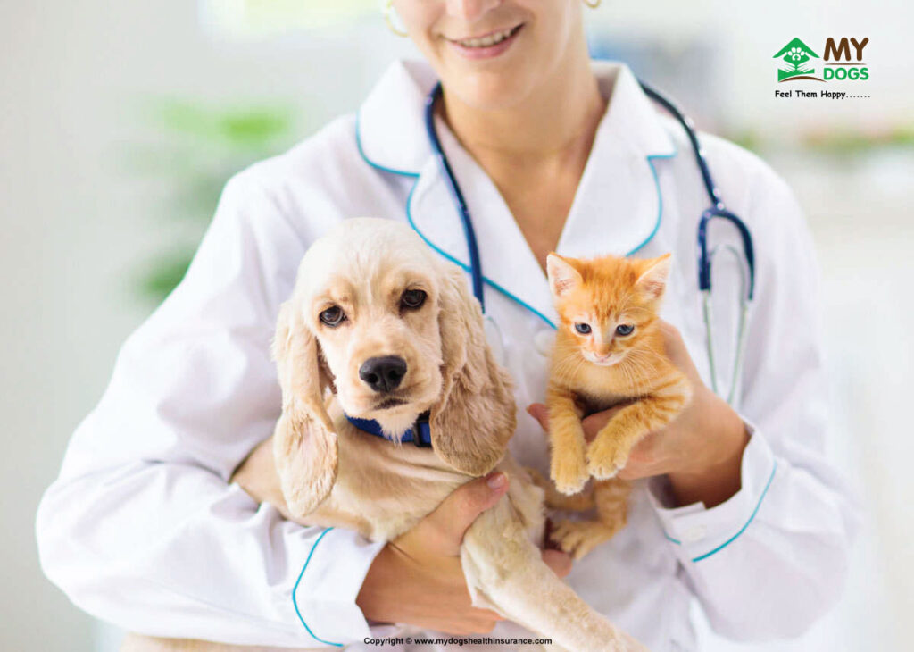 Pet insurance offers