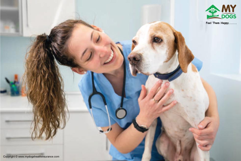 Call your vet right away - When Your Dog Throwing Up