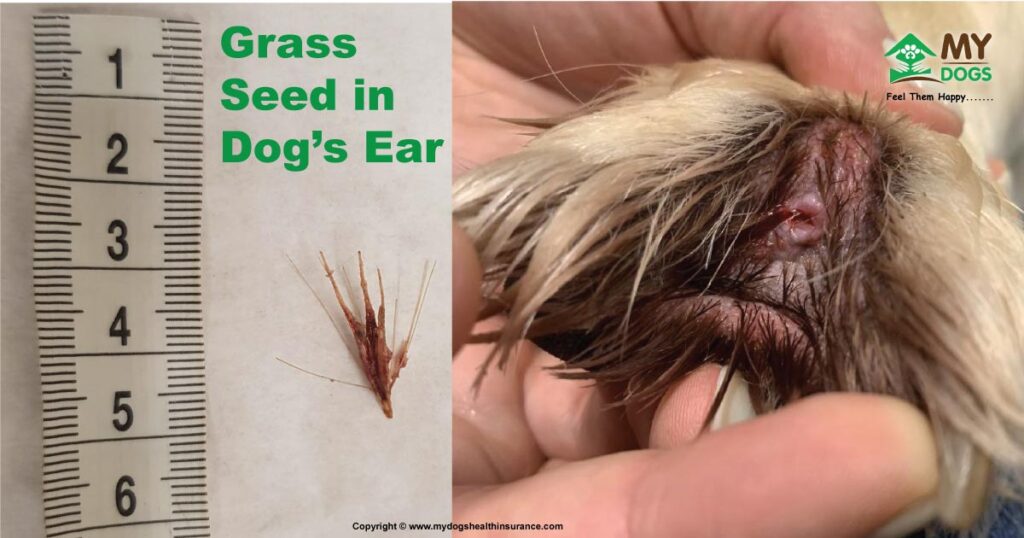 grass seed in dog ear