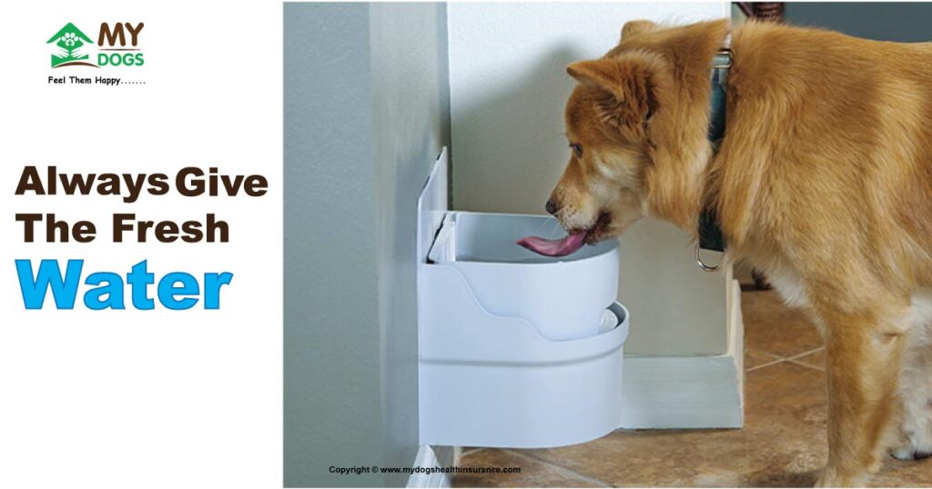 Fresh Water to dog has diarrhea.