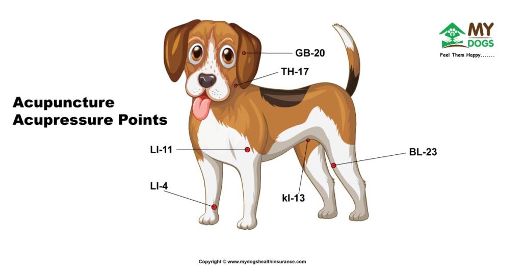 Acupressure and acupuncture Points of dog