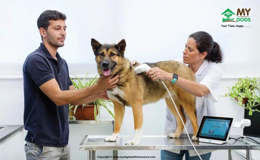 Medical Coverage For Dog