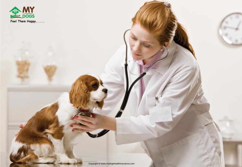 my dog throwing Up - Vet Checkup