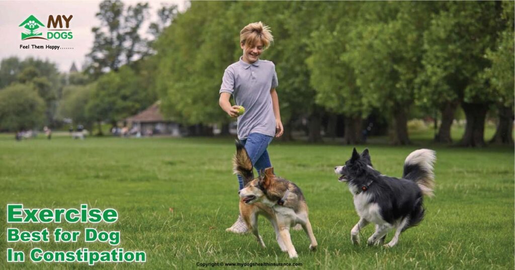 Exercise best for dog in constipation