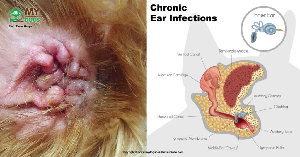 Severe or Chronic ear Infections of dog