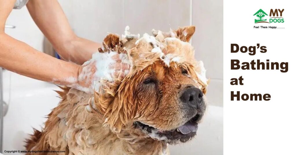 Dog's Bathing at Home