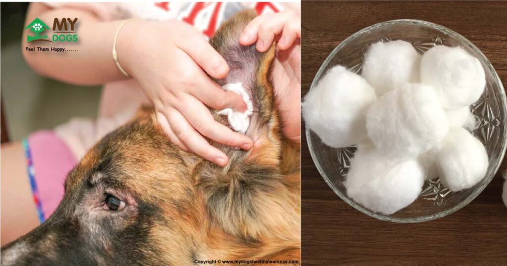 Cotton Ball for Dog Ears