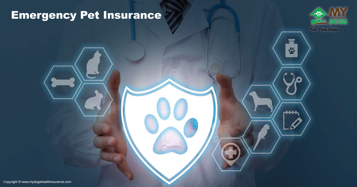 Emergency Pet Insurance