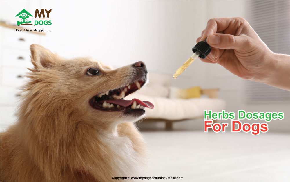 Herbs Dosages For Dogs