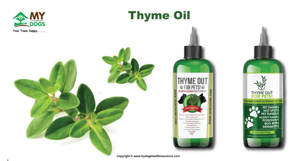 Thyme Oil for dogs