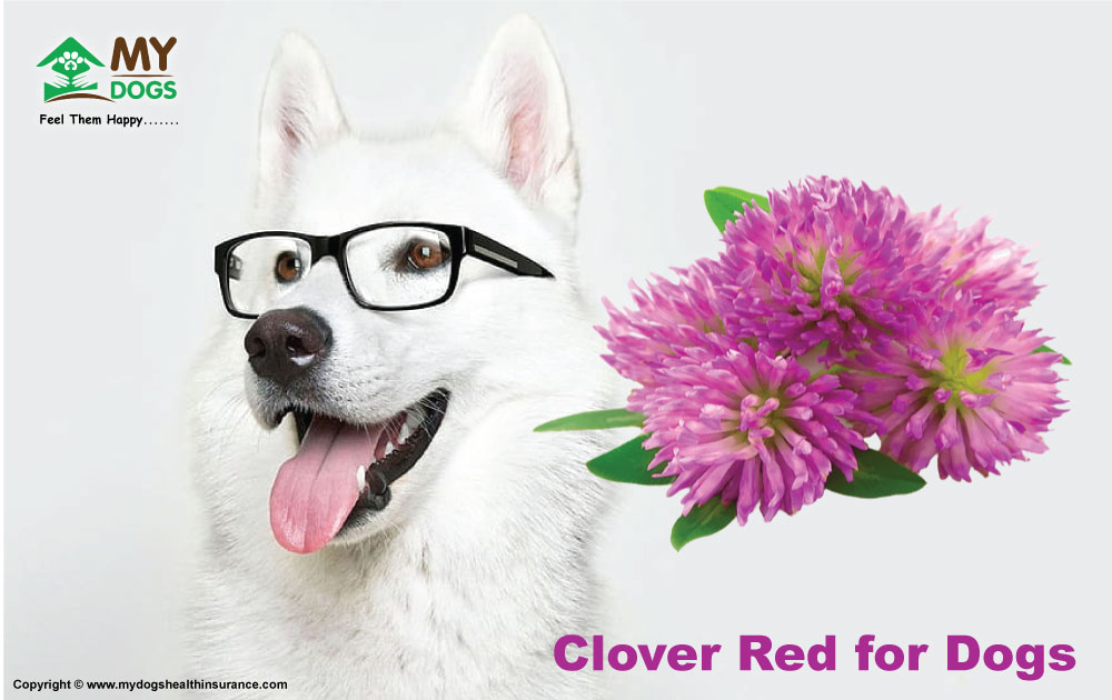 Clover (Red) For Dogs