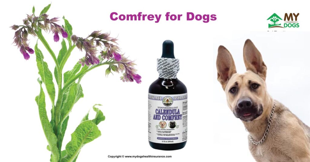 Comfrey For Dogs