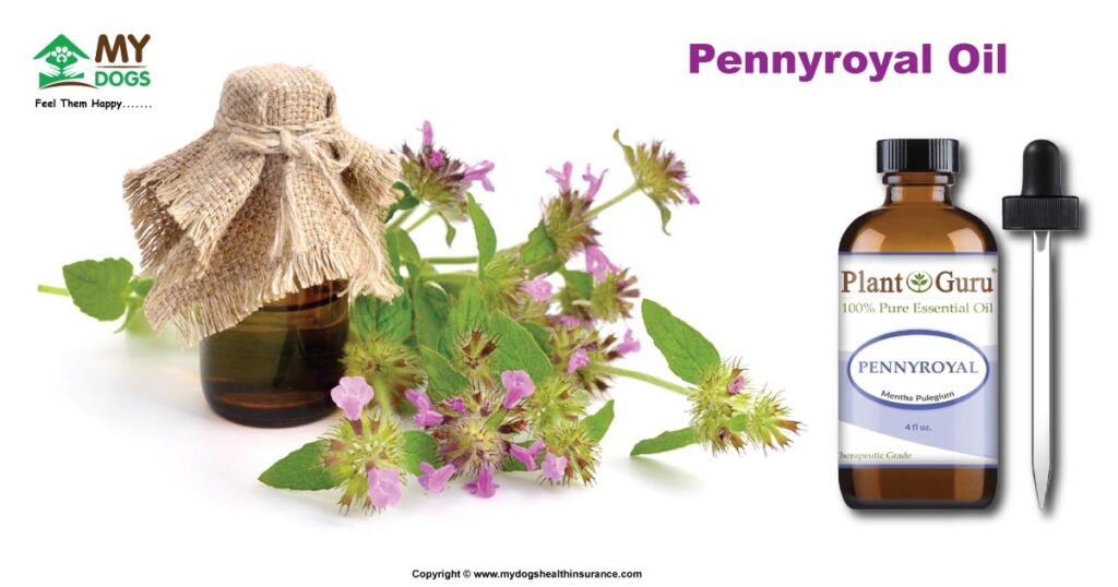 Pennyroyal Oil for Dogs