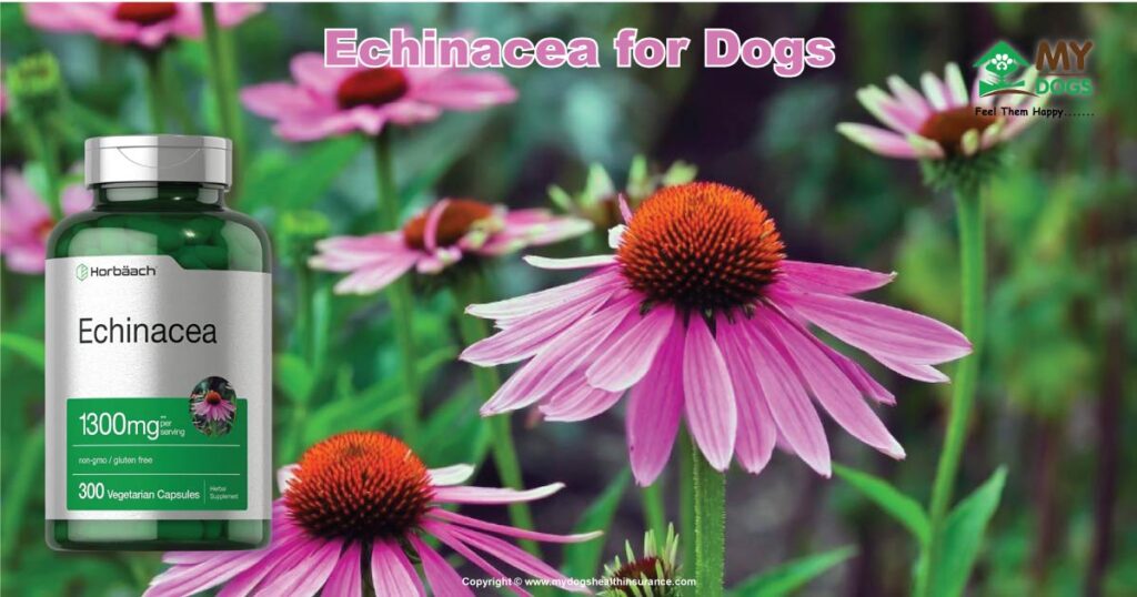 Echinacea For Dogs