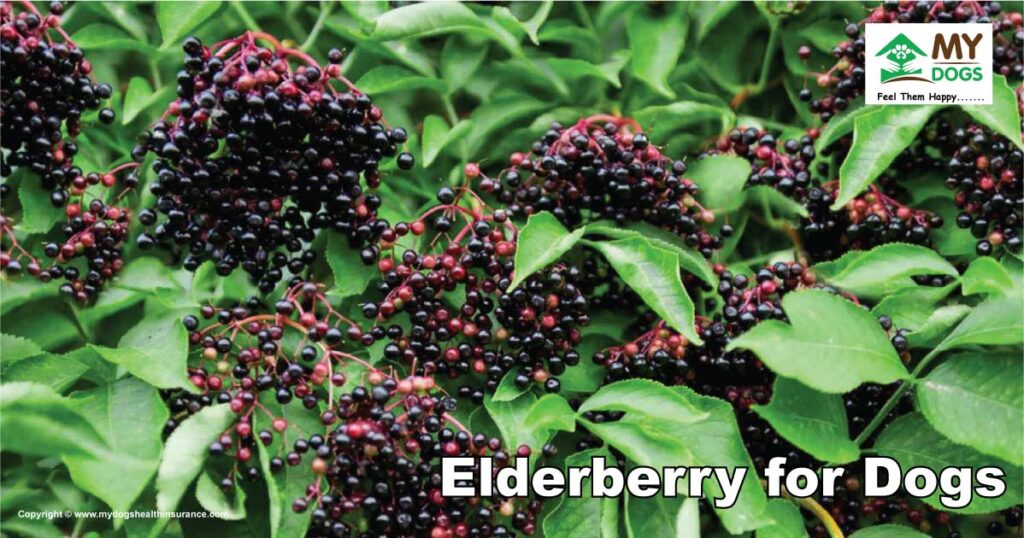 Elderberry For Dogs