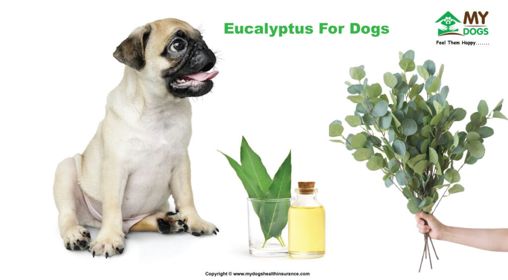 Eucalyptus For Dogs