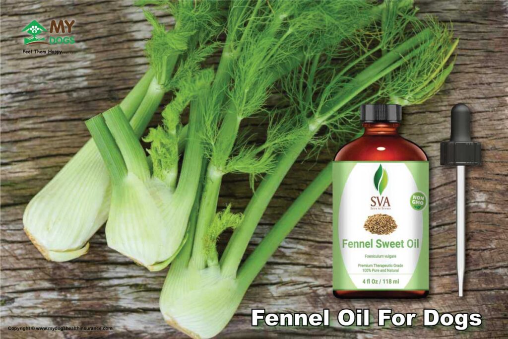 Fennel For Dogs