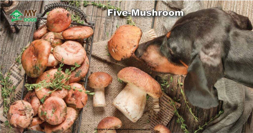 Five-Mushroom For Dogs