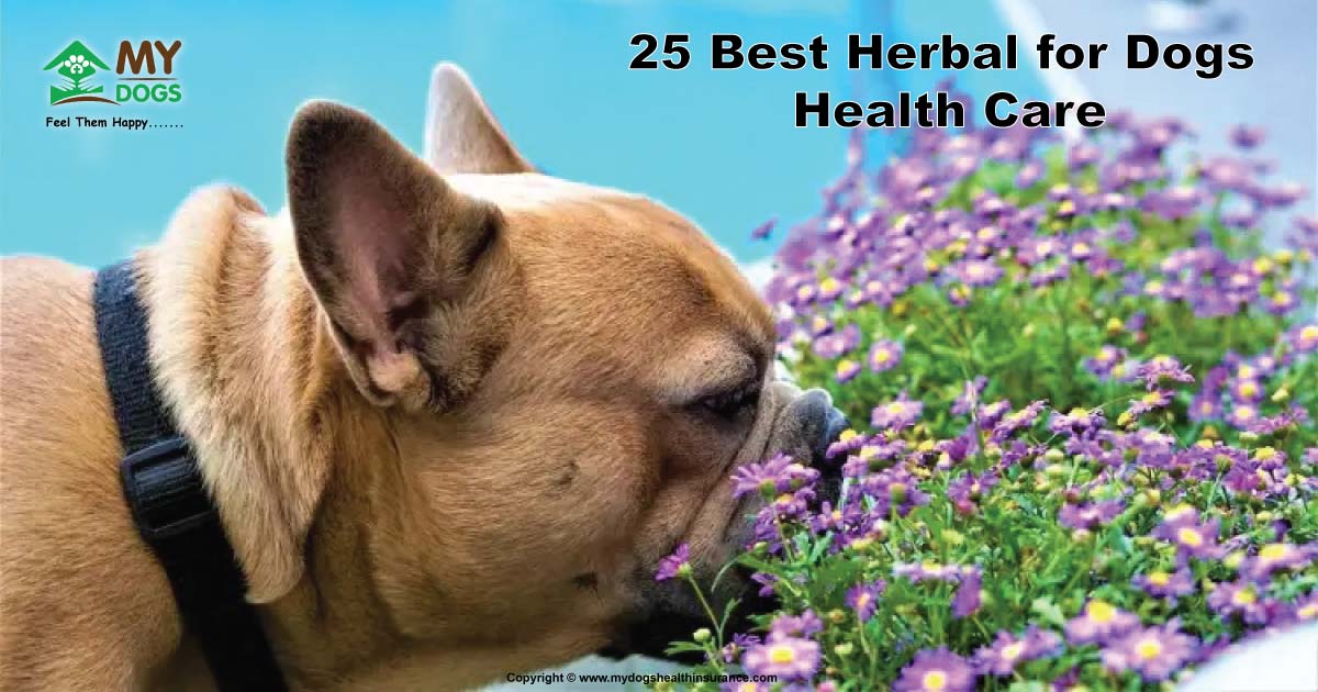 Some Commonly Used, Safe Herbal for Dogs