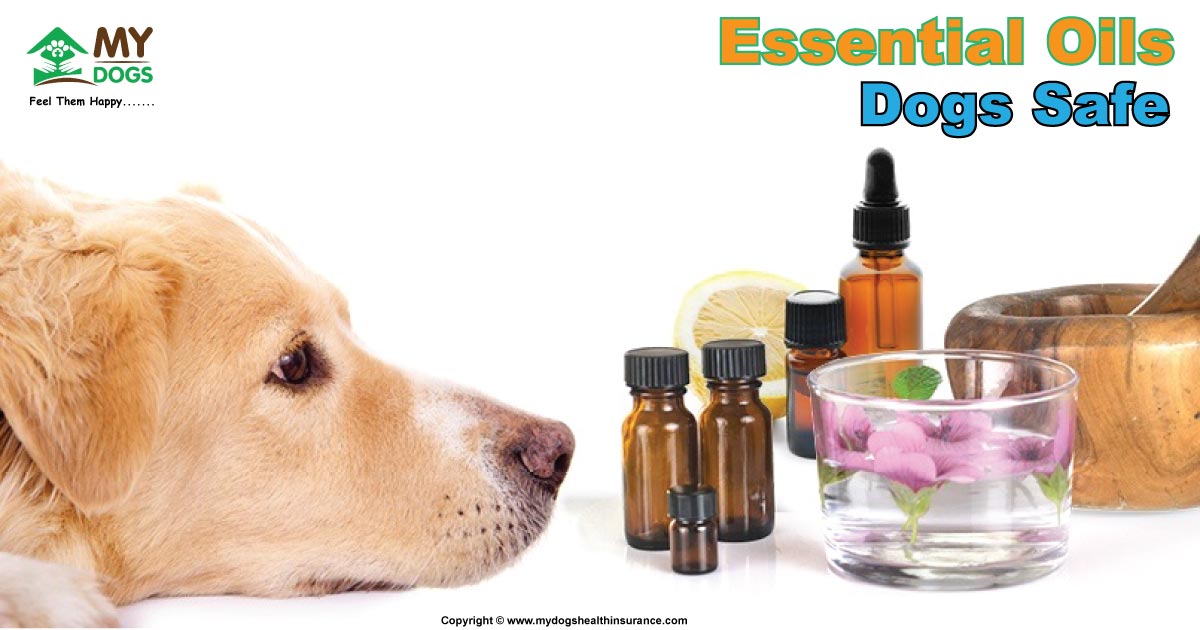 Essential Oils Dogs Safe