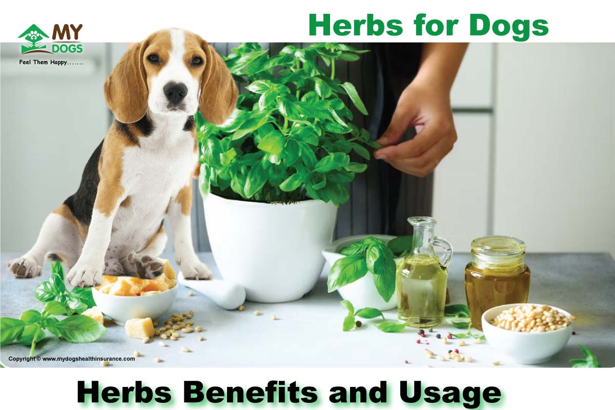 Herbs for Dogs, Their Benefits and Usage