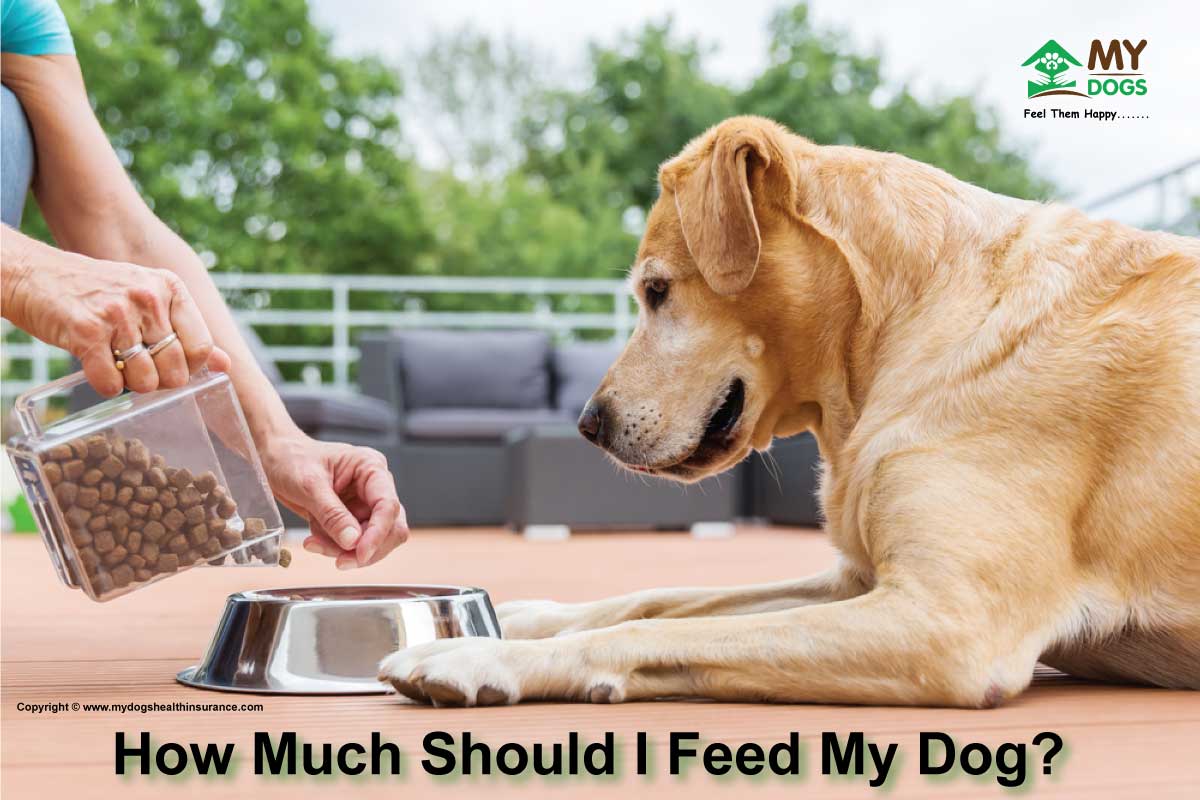 how much should i feed my dog