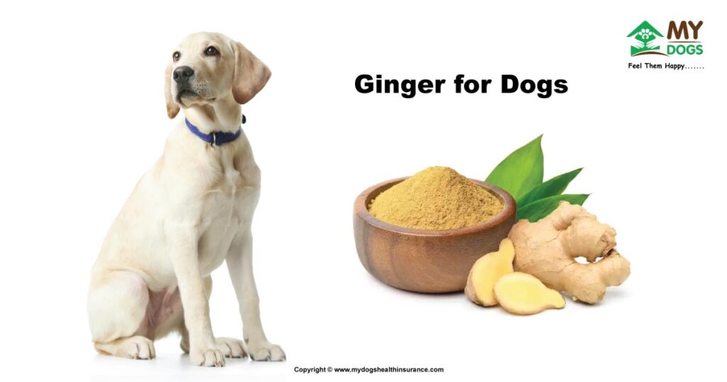 Ginger For Dogs