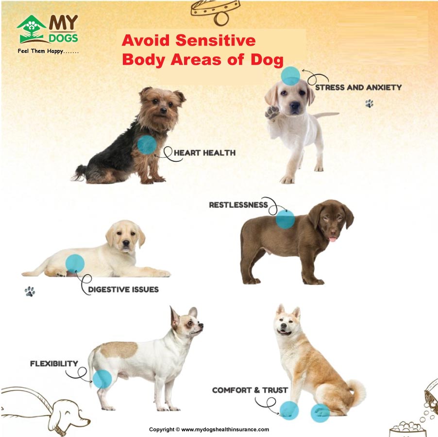 Avoid Sensitive Body Areas of Dog