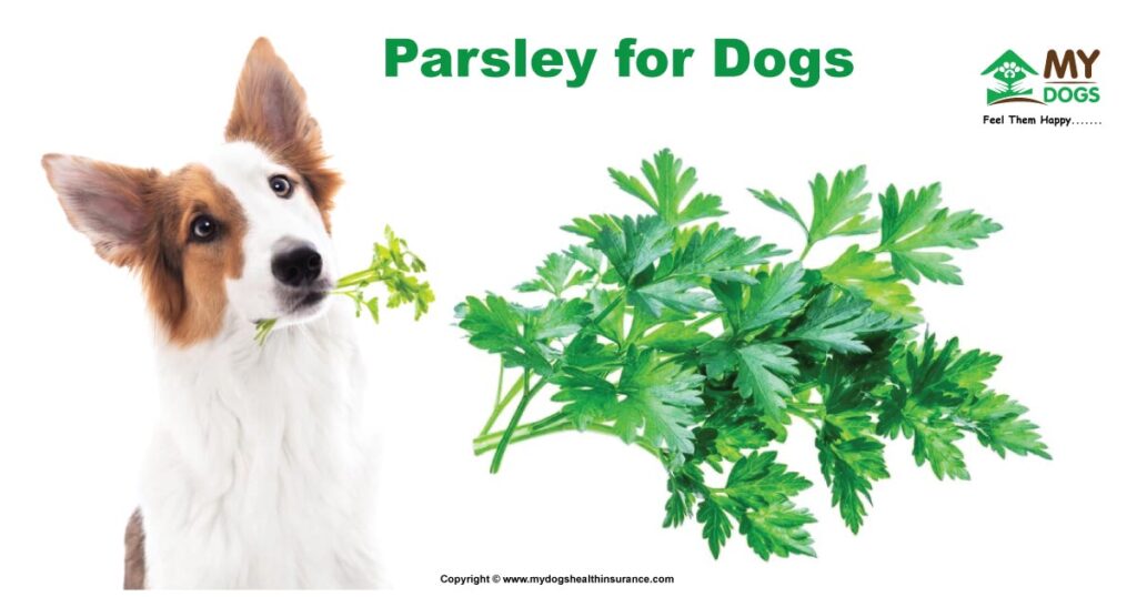 Parsley For Dogs