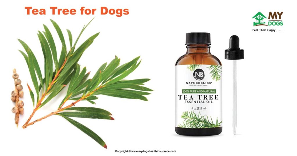 Tea Tree For Dogs