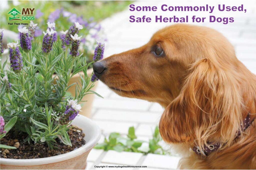  Some Commonly Used, Safe Herbal for Dogs