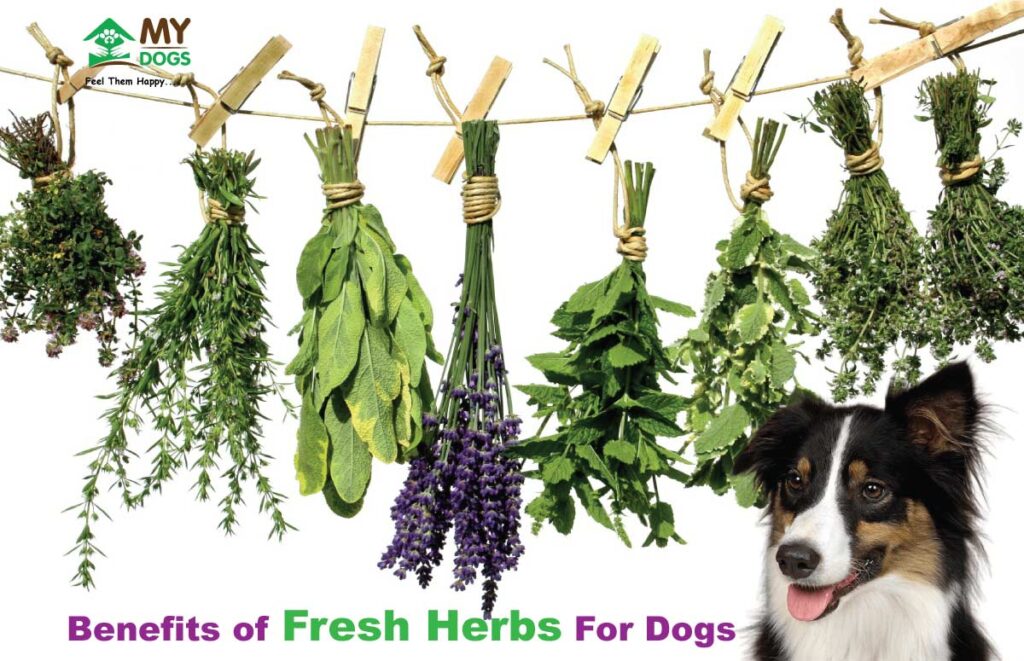 Benefits of Fresh Herbs For Dogs