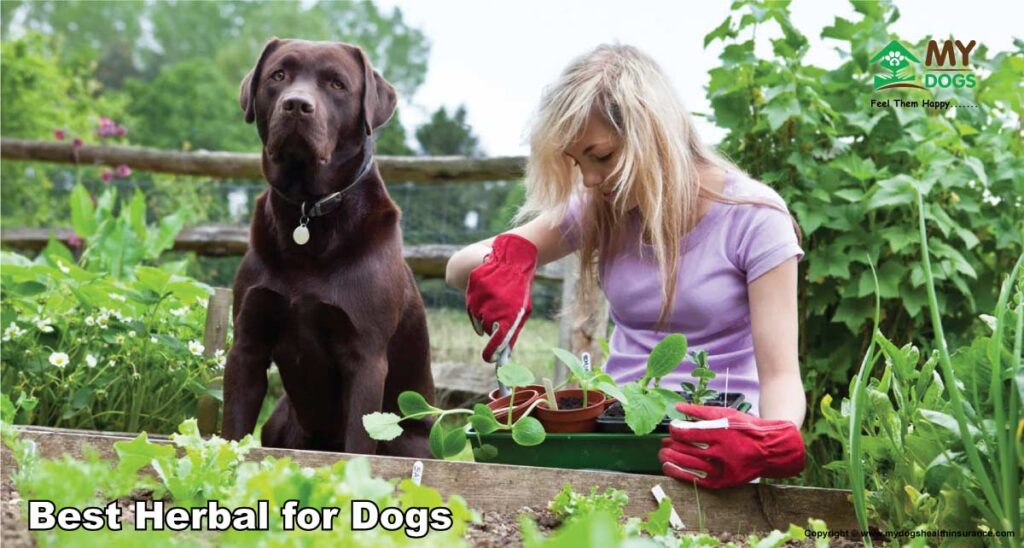 30_Best-Herbal-for-Dogs